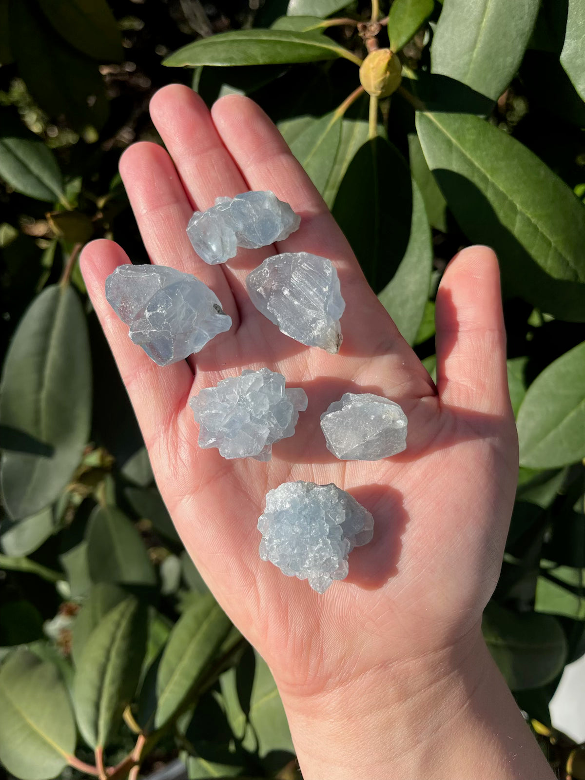 Raw Celestite Points