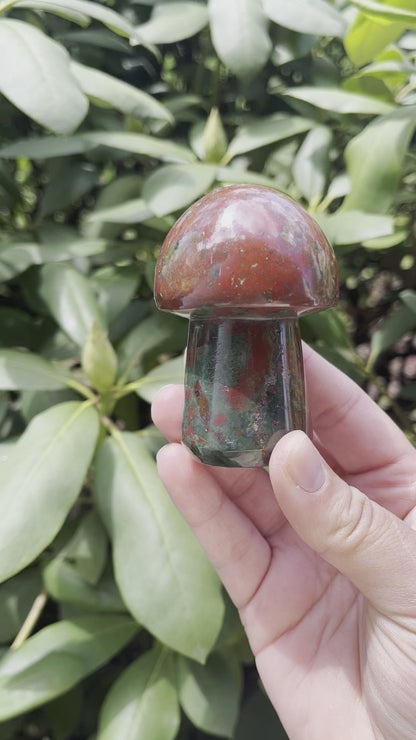 Bloodstone Mushroom